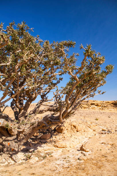 Frankincense tree Frankincense tree, growing in a Dhofar mountains near Salalah, Oman Oman stock pictures, royalty-free photos & images