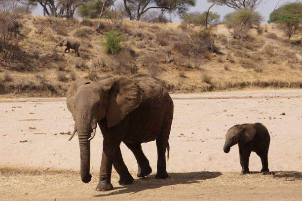 istock Elephants and elephant calves in Tarangire National Park 880447042