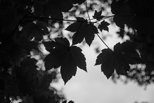 Black and white leaves background