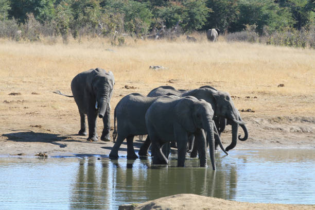istock Hwange National Park - Zimbabwe, Part 1 880449656