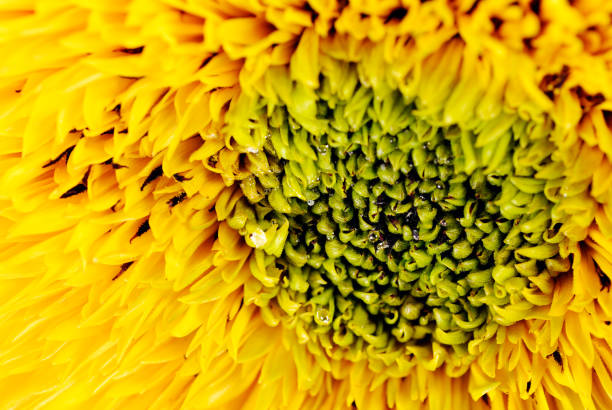 pétalas de girassol - macro close up sunflower france - fotografias e filmes do acervo