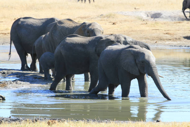 istock Hwange National Park - Zimbabwe, Part 1 880456692