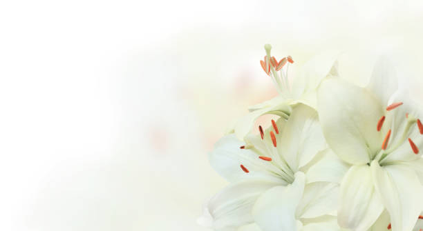 istock Banner with lilies of white color 880460100