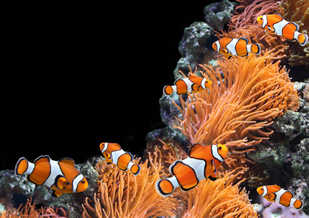 istock Sea anemone and clown fish 880462528