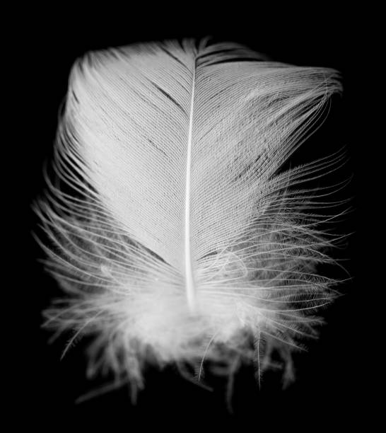 istock white feather of a bird on a black background 880462626