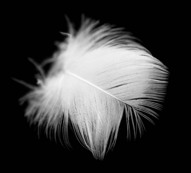istock white feather of a bird on a black background 880462666