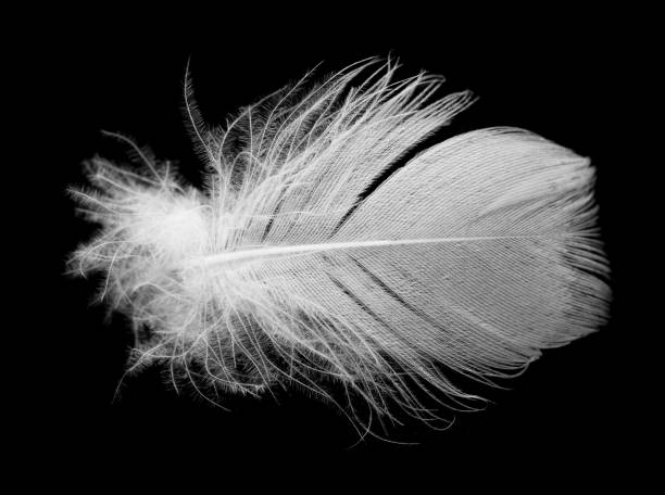 istock white feather of a bird on a black background 880462820