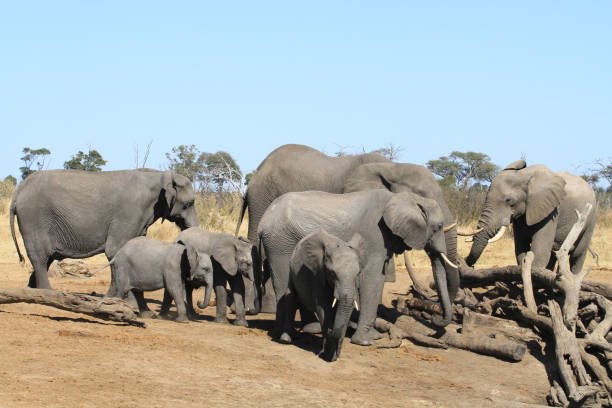 istock Hwange National Park - Zimbabwe, Part 1 880463012