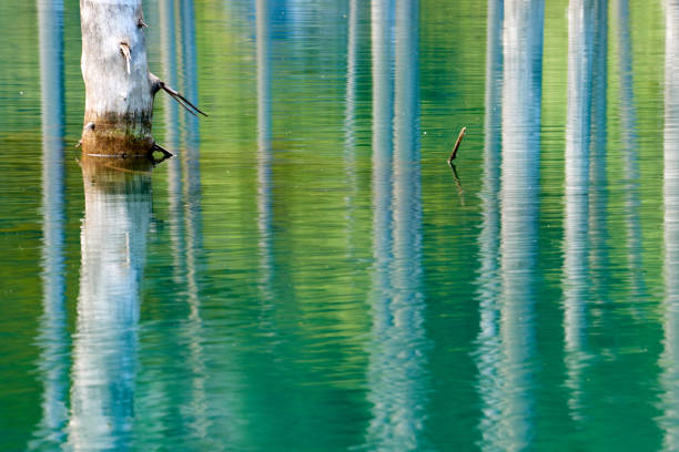 This is a bank of a river in Bavaria Photographed in detail