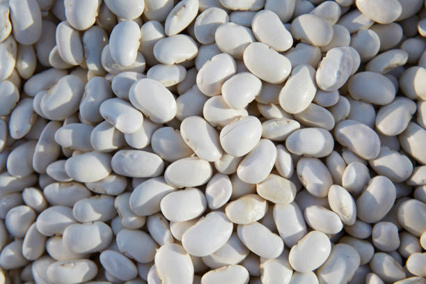 istock Beans, Phaseolus L. - seeds with medicinal properties. 880465816