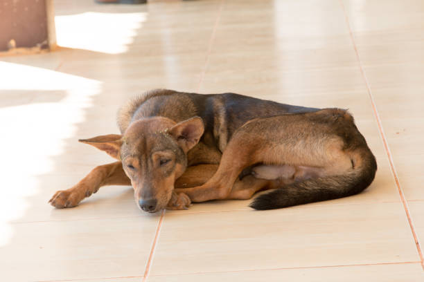 istock Dog sitting waiting for the boss 880465862