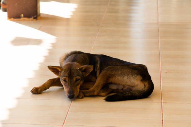 istock Dog sitting waiting for the boss 880465864