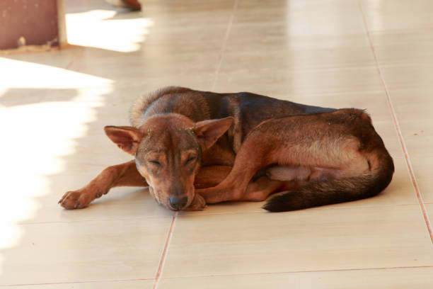 istock Dog sitting waiting for the boss 880465872
