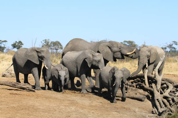 istock Hwange National Park - Zimbabwe, Part 1 880466732