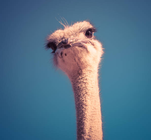 istock Ostrich from South Africa 880471420