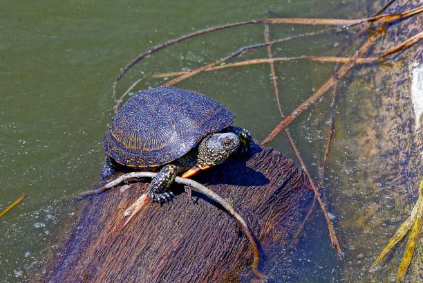 istock a small turtle sits on a brown log in the water 880471940
