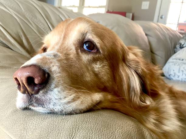 golden retriever hosco con ojos tristes - sadness depression dog retriever fotografías e imágenes de stock