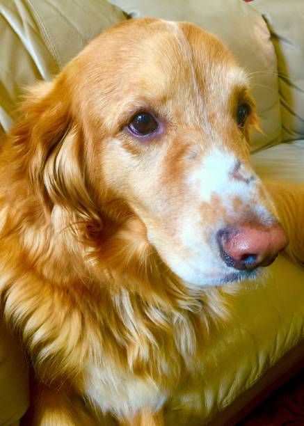 istock Golden Retriever, Side portrait 880471972