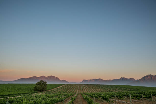 Sunset in the Winelands South Africa stock photo