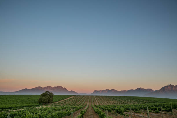 pôr do sol na áfrica do sul winelands - stellenbosch - fotografias e filmes do acervo