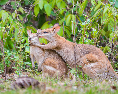 The swamp wallaby has dark brown fur, often with lighter rusty patches on the belly, chest and base of the ears.