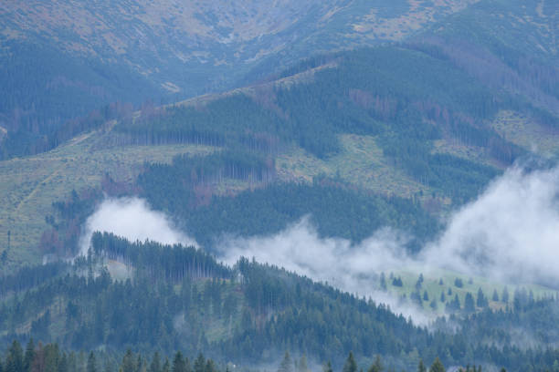 mountain area morning view in slovakia hills covered in mist and fog with lonely tree in foreground