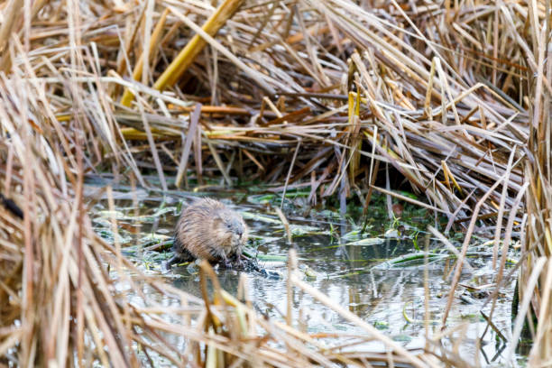 istock Beaver in a water pool between hays 880500312
