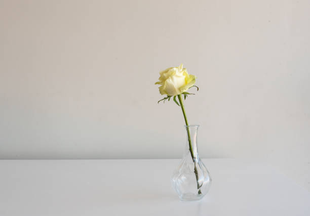 istock Pale yellow rose in vase 880505370