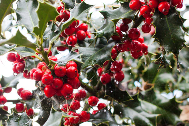 крупным планом ilex аквифолий или европейских листьев холли и фруктов - winterberry holly стоковые фото и изображения