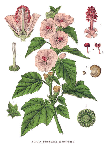 ilustraciones, imágenes clip art, dibujos animados e iconos de stock de plantas medicinales y hierbas - mallow