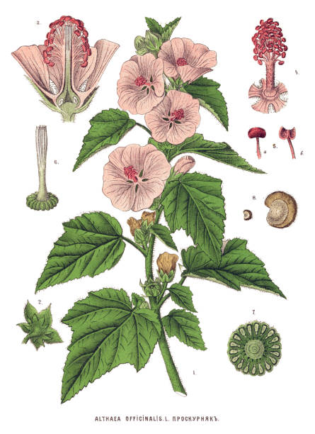 Medicinal and Herbal Plants Antique illustration of a Medicinal and Herbal Plants.  malva stock illustrations