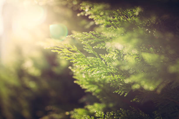 cypress hautnah im sonnenlicht - faded close up horizontal outdoors stock-fotos und bilder