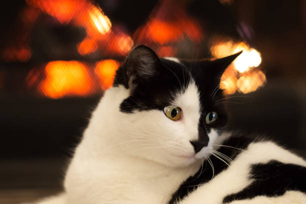 istock Curious and happy kitty in front of a fireplace 880541060