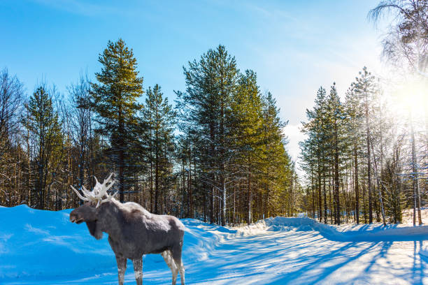 moose with powerful horns resting in forest - canada moose winter snow imagens e fotografias de stock