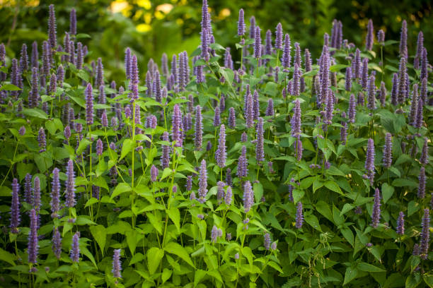 Anise hyssop (Agastache foeniculum) Image of giant Anise hyssop (Agastache foeniculum) in a summer garden agastache stock pictures, royalty-free photos & images