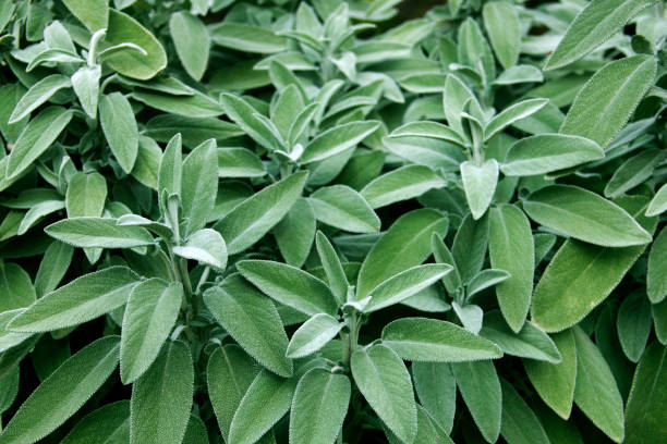 Fresh sage in the herb garden Fresh sage in the herb garden sage photos stock pictures, royalty-free photos & images