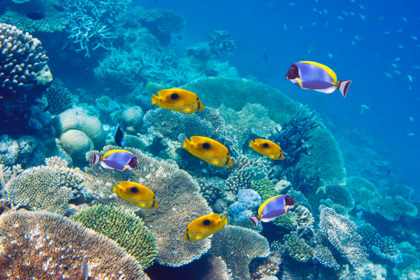 Big pack of tropical fishes over a coral reef stock photo