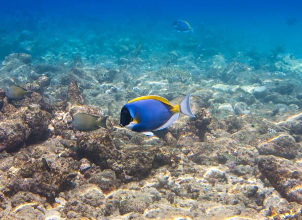 istock acanthurus , Powder blue tang 880557000