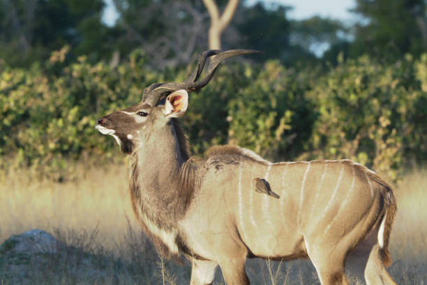 istock Hwange National Park - Zimbabwe, Part 2 880561924