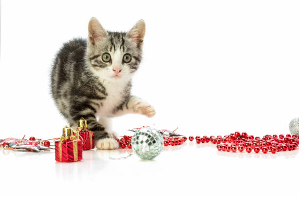 istock Kitten playing with Christmas decorations 880561952