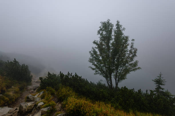 Free Stock Photo of Foggy Mountain Landscape With Foreground Trees ...