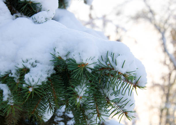 pine filial na neve - january pine cone february snow - fotografias e filmes do acervo