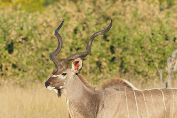 istock Hwange National Park - Zimbabwe, Part 2 880562640