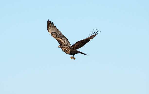 Hawk Flying Away A hawk flies away accipiter striatus stock pictures, royalty-free photos & images