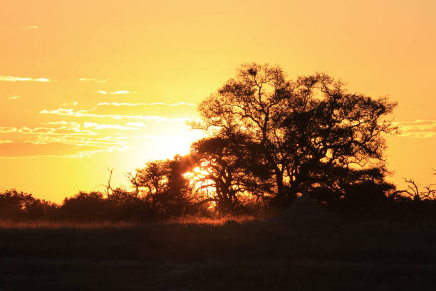 istock Hwange National Park - Zimbabwe, Part 2 880565344