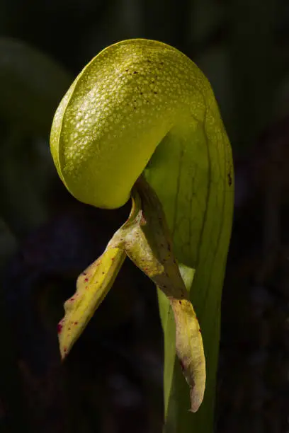 Carnivorous cobra lilies, a rare pitcher plant species, is protected at the Darlington Wayside, a state natural area, near Florence, Oregon.  Nectar within green hooded leaves attracts insects to their death at this unusual botanical park.