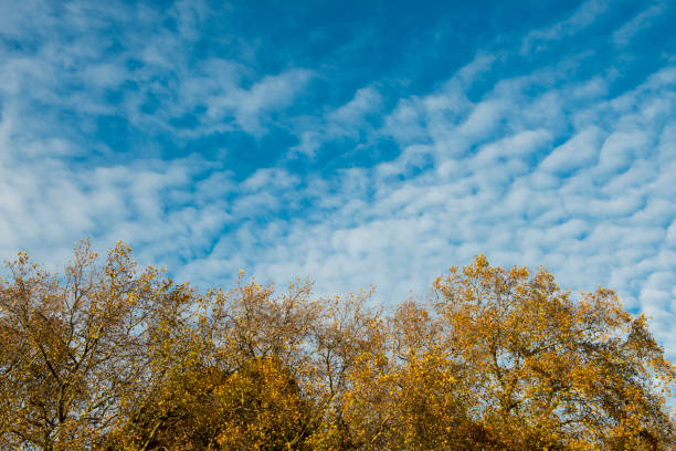 Autumn tree with cloudy sky during daytime in Green Park, London, UK. Horizontal composition. Image taken with Nikon D800 and developed from Raw format. There is copy space for your text over clouds.