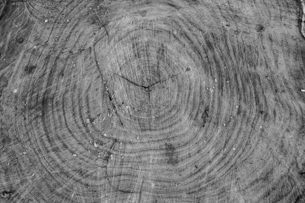 istock Wood texture background, wooden bark close up. Grunge textured monochome image 880570542