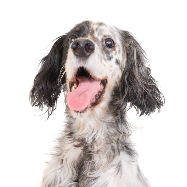 istock Dog english setter 880570958