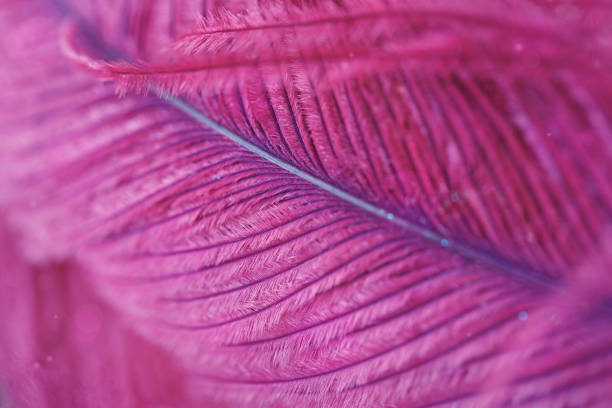 istock Beautiful abstract background with purple feather. 880575282
